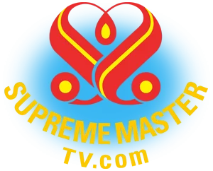 Supreme Master Television