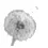 Dandelion Radio