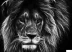 Electric Lion Radio London